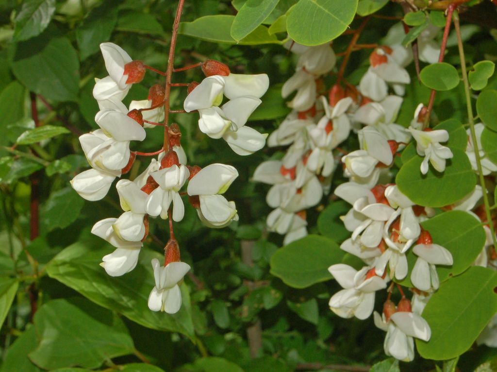 Robinia pseudoacacia / Robinia