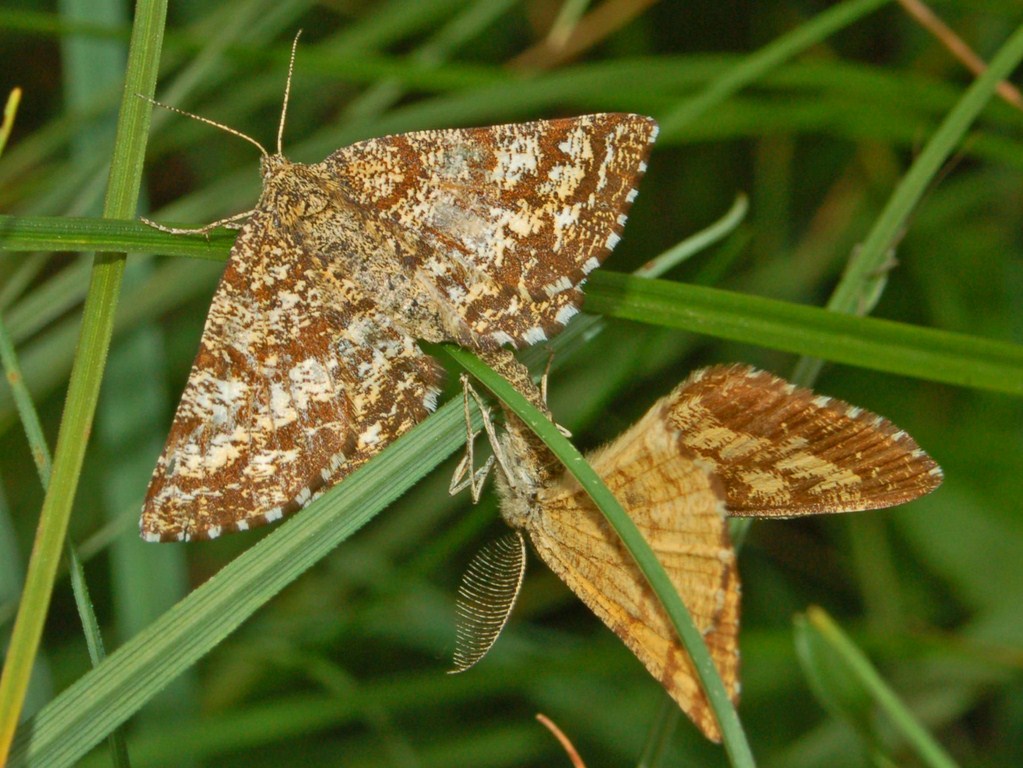 Geometridi in accoppiamento da id. - Ematurga atomaria