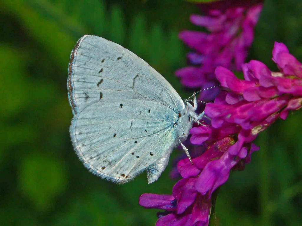 Dei licenidi celesti da determinare - Celastrina argiolus