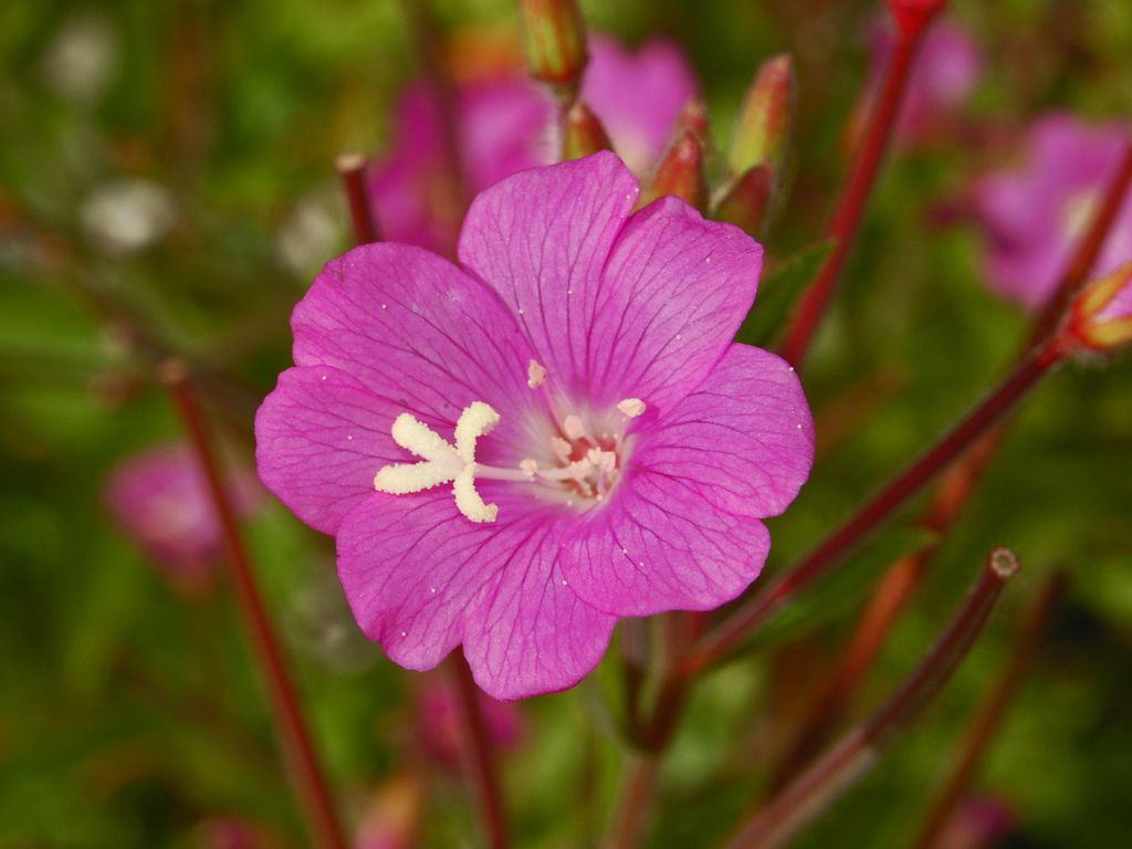 Epilobium hirsutum?