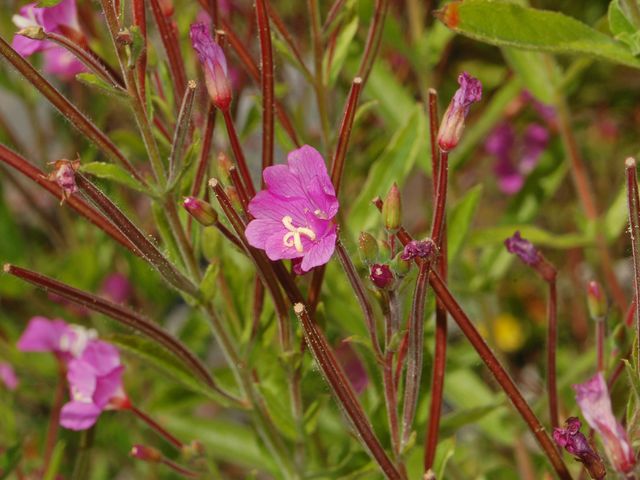 Epilobium hirsutum?