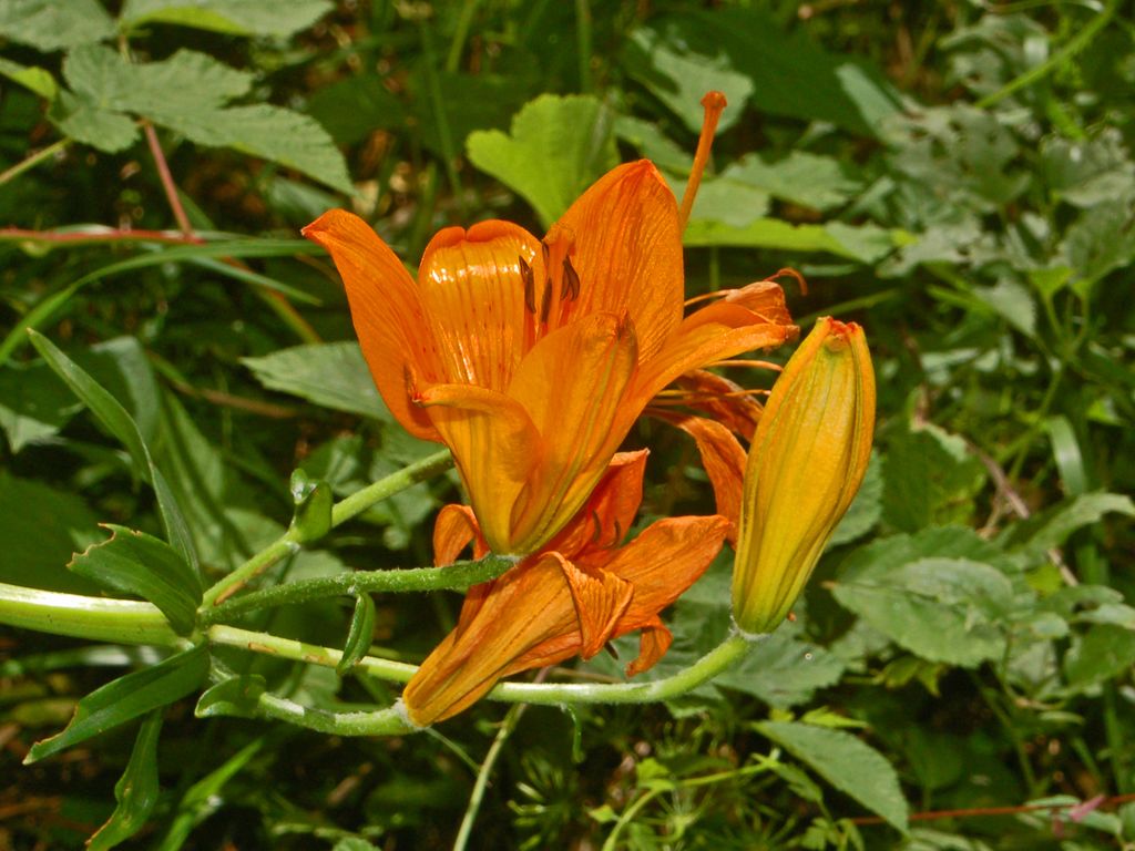 Lilium bulbiferum subsp. croceum / Giglio rosso, Giglio di San Giovanni