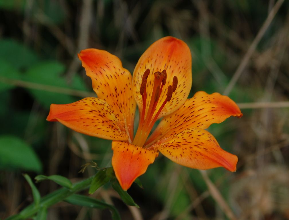 Lilium bulbiferum subsp. croceum / Giglio rosso, Giglio di San Giovanni