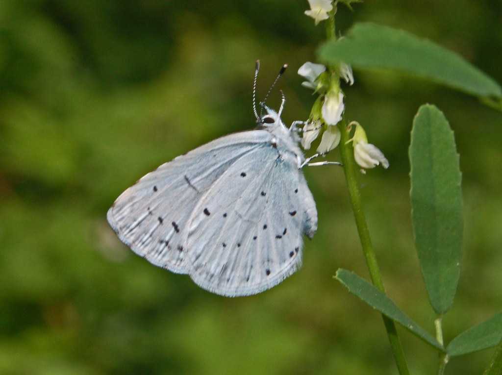 Dei licenidi celesti da determinare - Celastrina argiolus