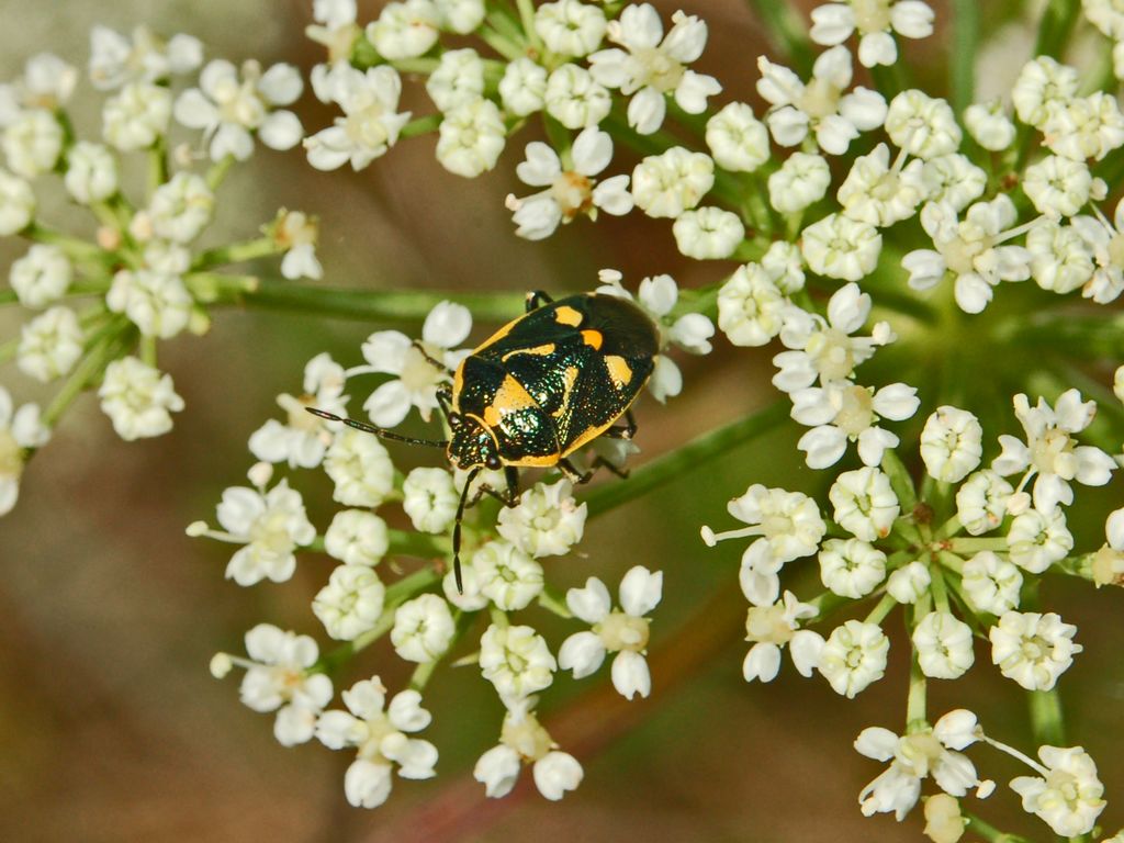 Un pentatomide nero e giallo