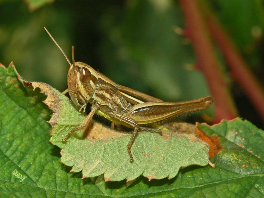 Una piccola cavalletta a righe: Euchorthippus declivus