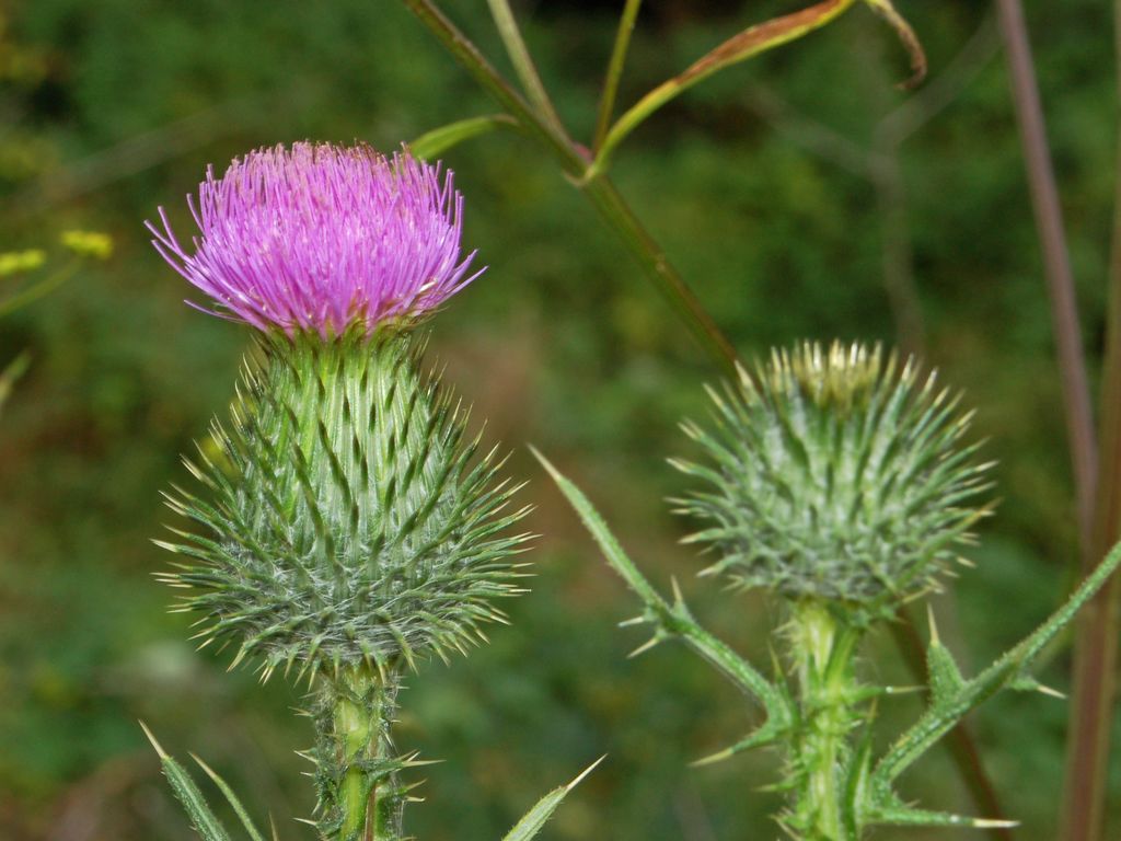 Cirsium vulgare / Cardo asinino