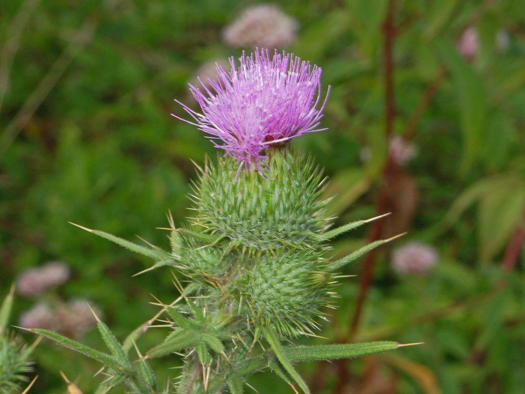 Cirsium vulgare / Cardo asinino