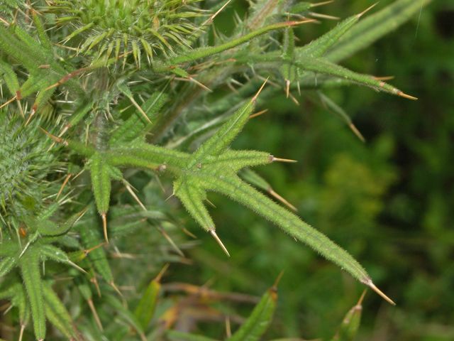 Cirsium vulgare / Cardo asinino