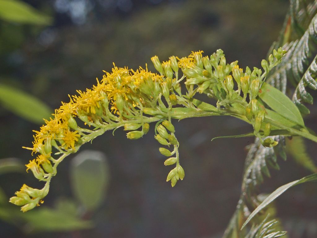 Solidago gigantea?