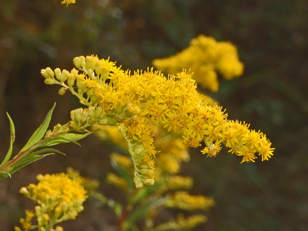 Solidago gigantea?