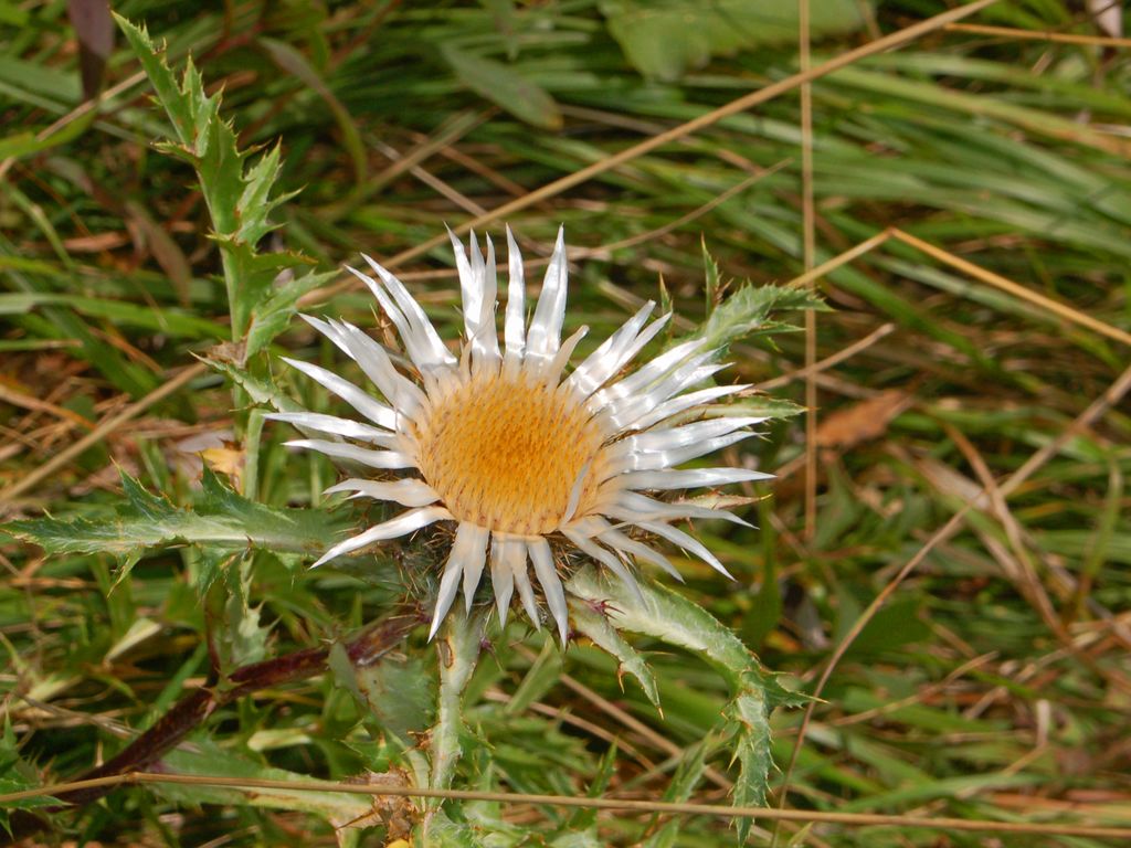 Carlina acaulis