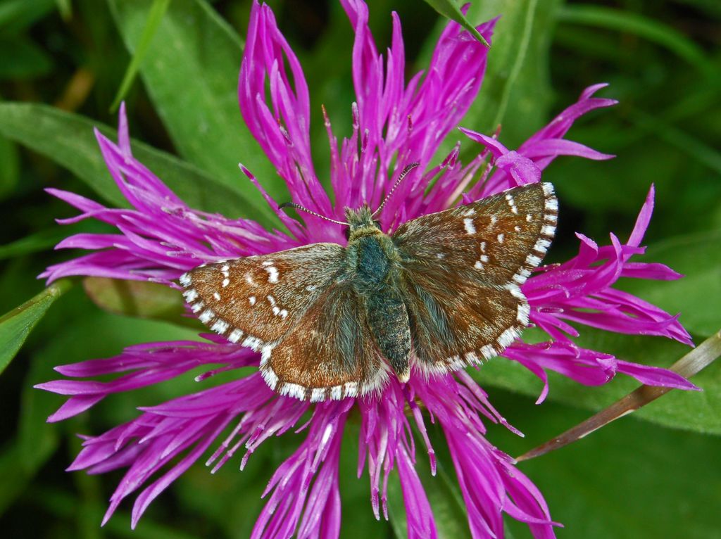 Spialia sertorius ? - No, Pyrgus sp.