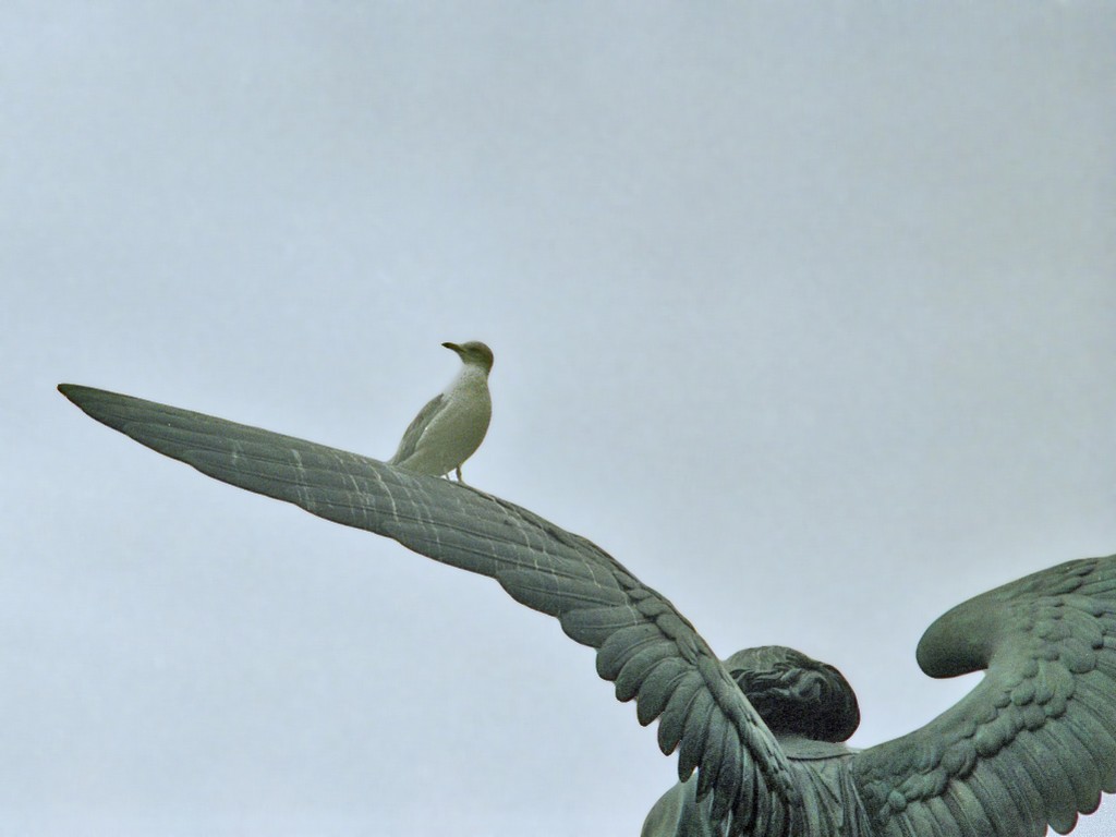 Statue e volatili