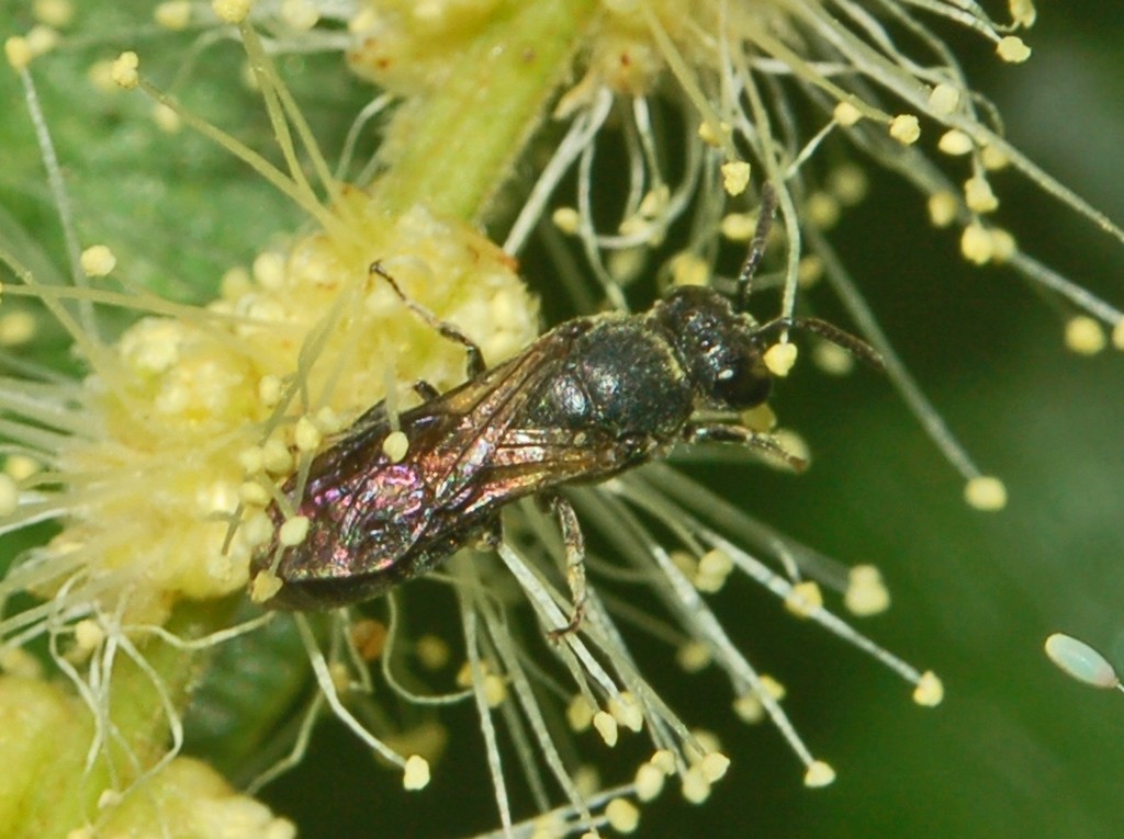 Delle piccole vespe nere: probabile Hylaeus sp. (Apidae Colletinae)