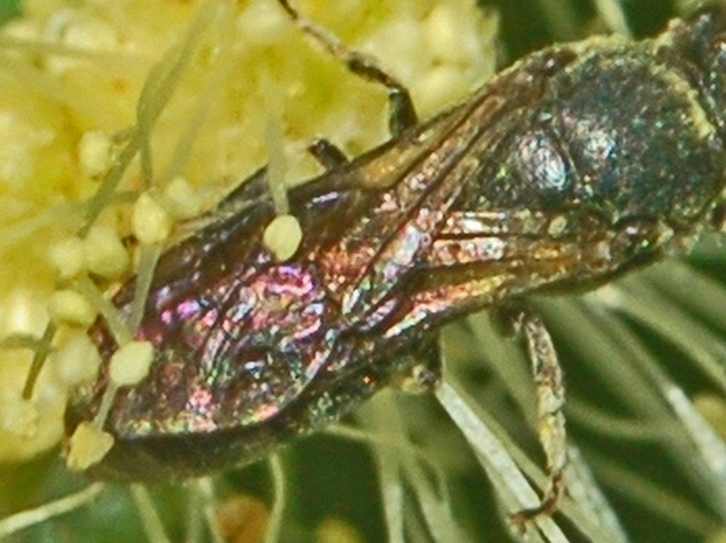 Delle piccole vespe nere: probabile Hylaeus sp. (Apidae Colletinae)