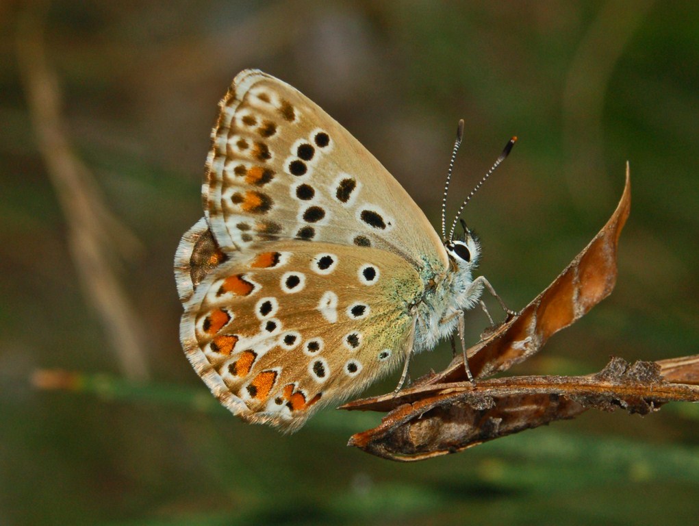 Polyommatus da det. - Polyommatus bellargus