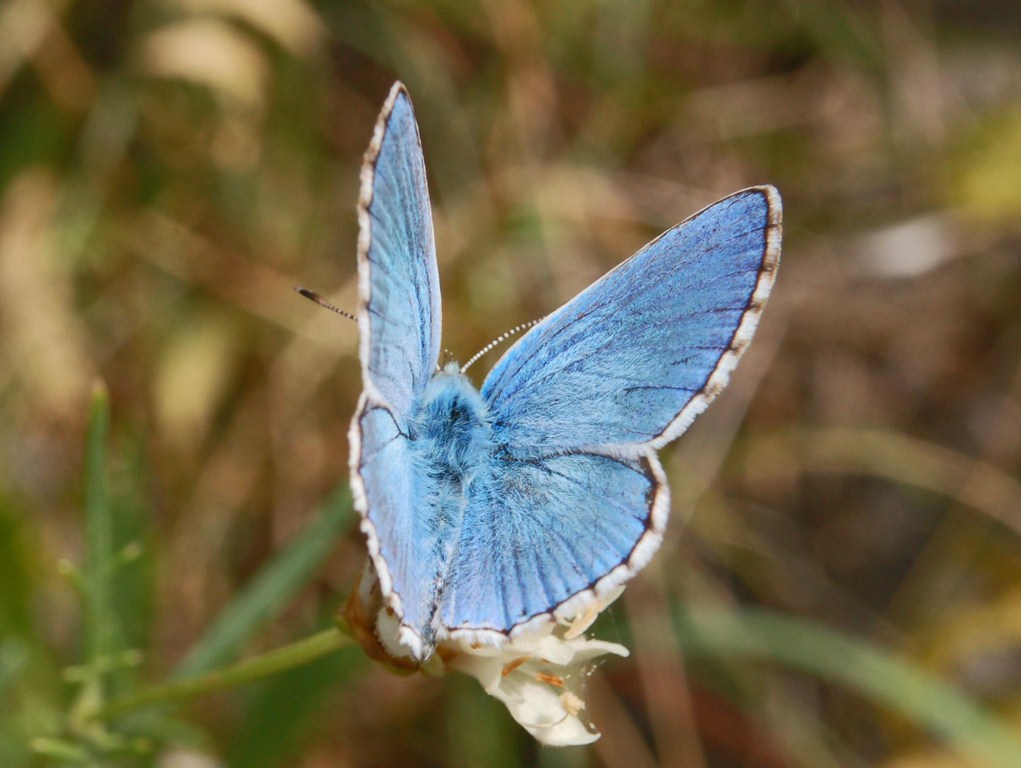 Polyommatus da det. - Polyommatus bellargus