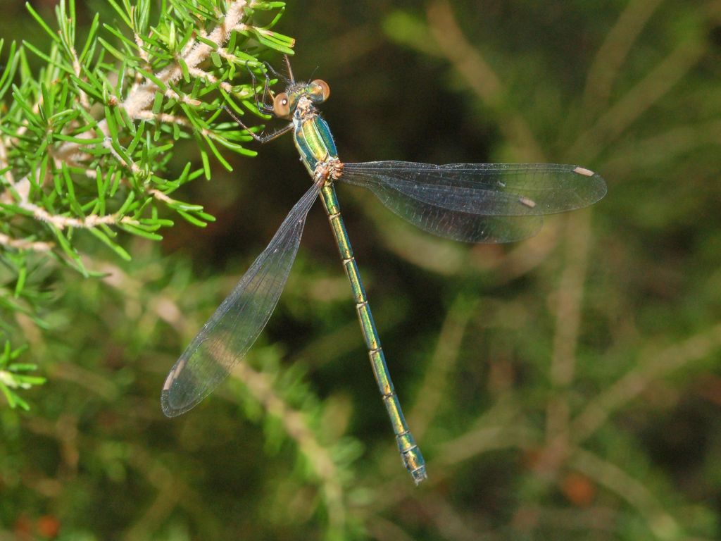 Lestes viridis