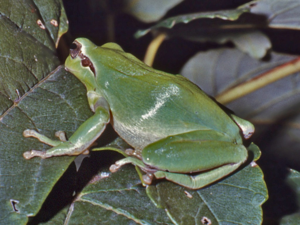 Raganella mediterranea - Hyla meridionalis