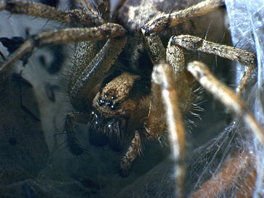 Una vecchia foto (Agelena sp. o comunque Agelenidae)