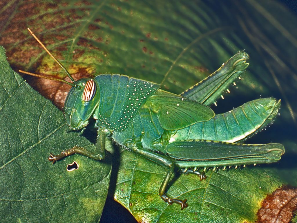 Anacridium aegyptium (ninfa)