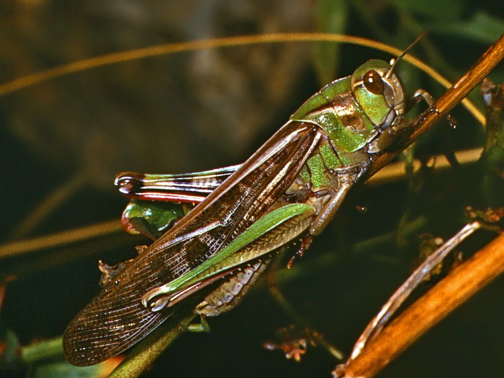 Due cavallette: Locusta migratoria