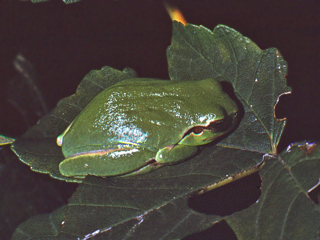 Raganella mediterranea - Hyla meridionalis