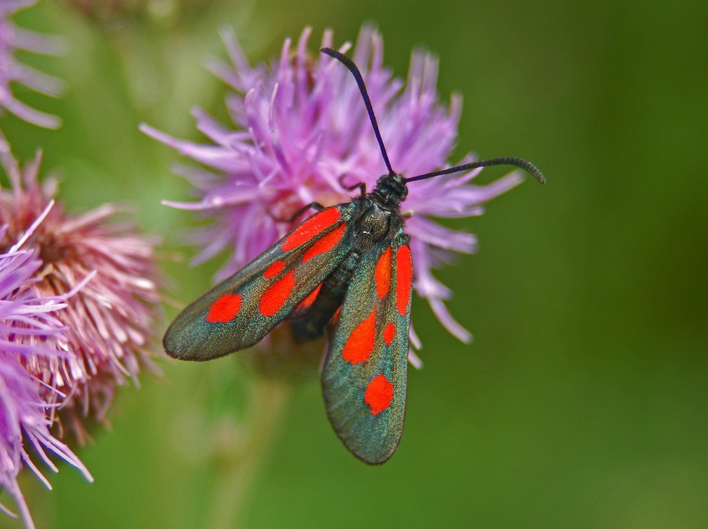 Zygaena lonicerae? - Zygaena (Zygaena) romeo