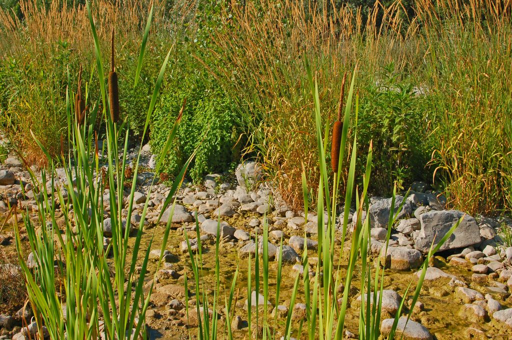 Una pianta acquatica - Typha latifolia