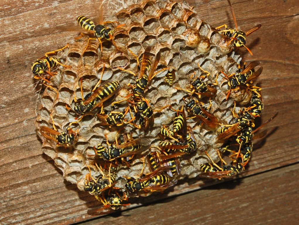 Un nido di vespe: Polistes dominulus (Vespidae)