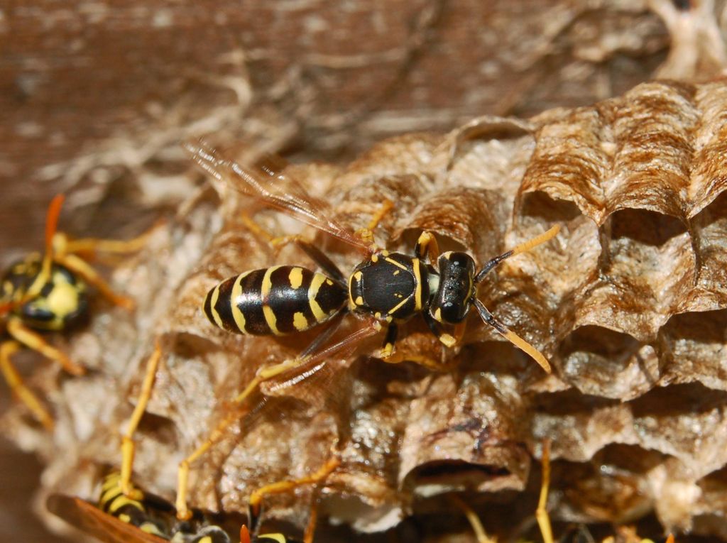 Un nido di vespe: Polistes dominulus (Vespidae)