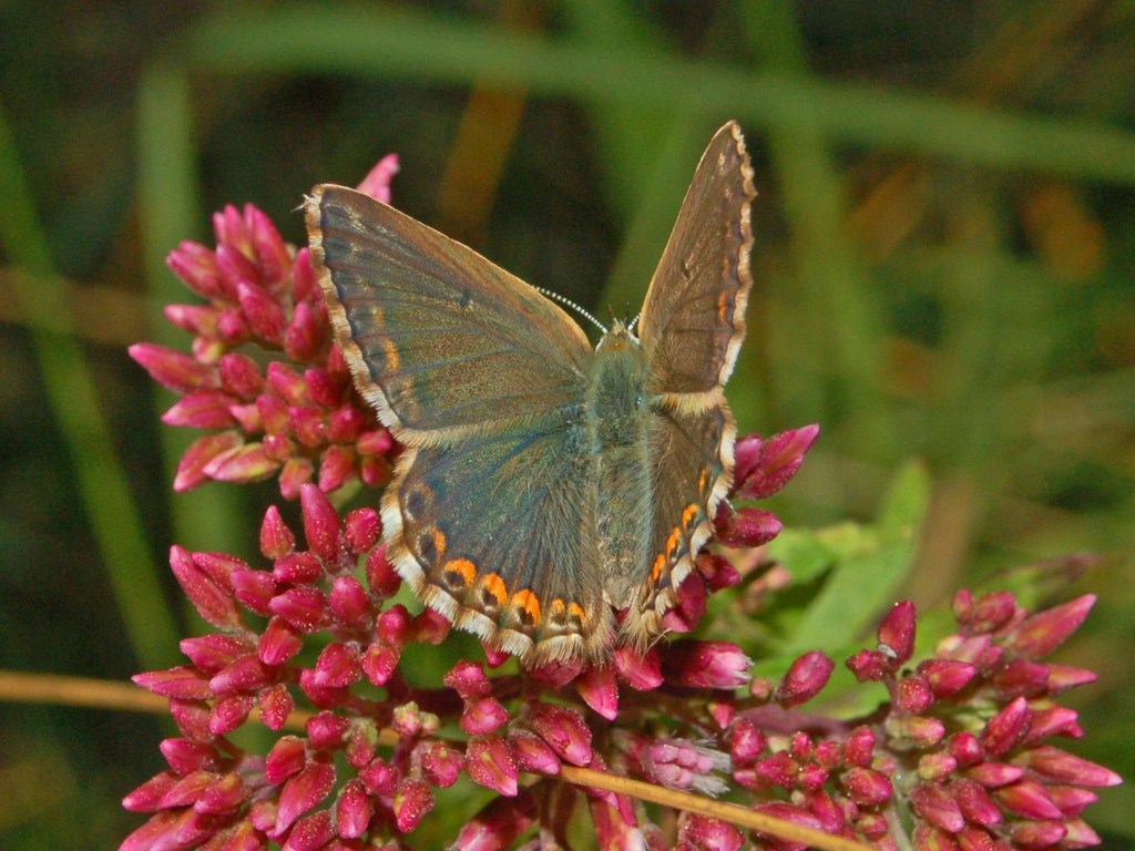 Polyommatus da det. - Polyommatus bellargus