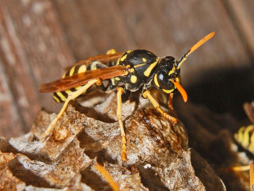 Un nido di vespe: Polistes dominulus (Vespidae)