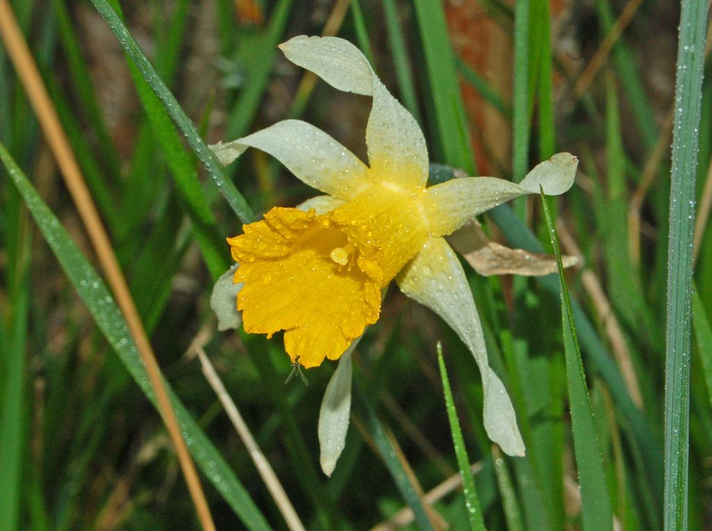 Narcissus pseudonarcissus