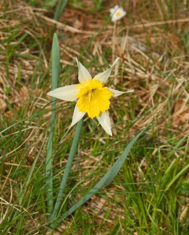 Narcissus pseudonarcissus