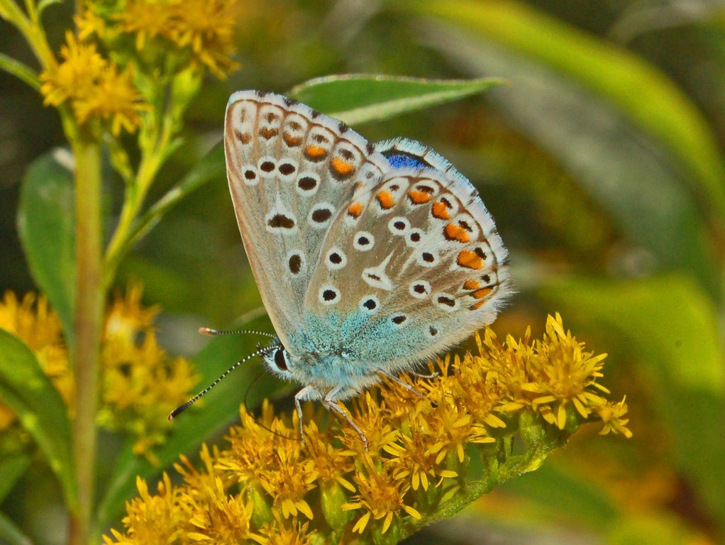 Polyommatus da det. - Polyommatus bellargus