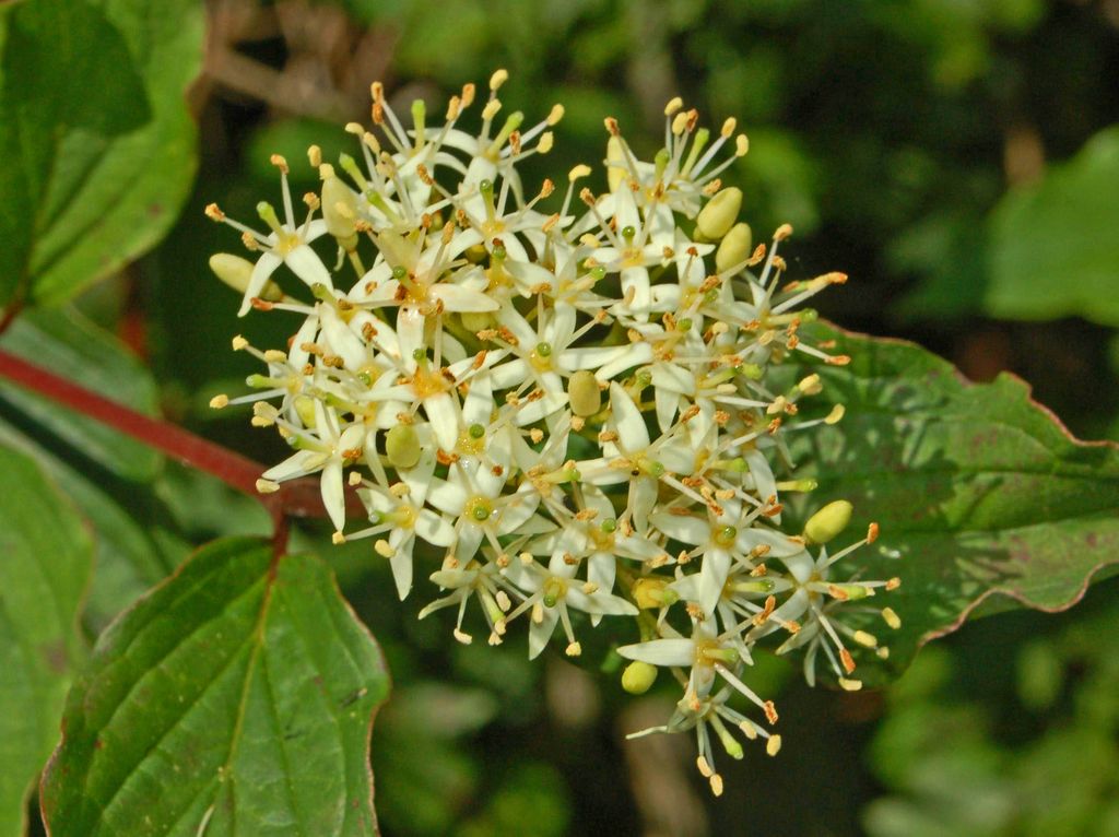 Cornus sanguinea / Corniolo sanguinello