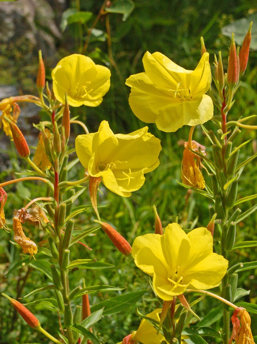 Dei grandi fiori gialli - Oenothera sp.