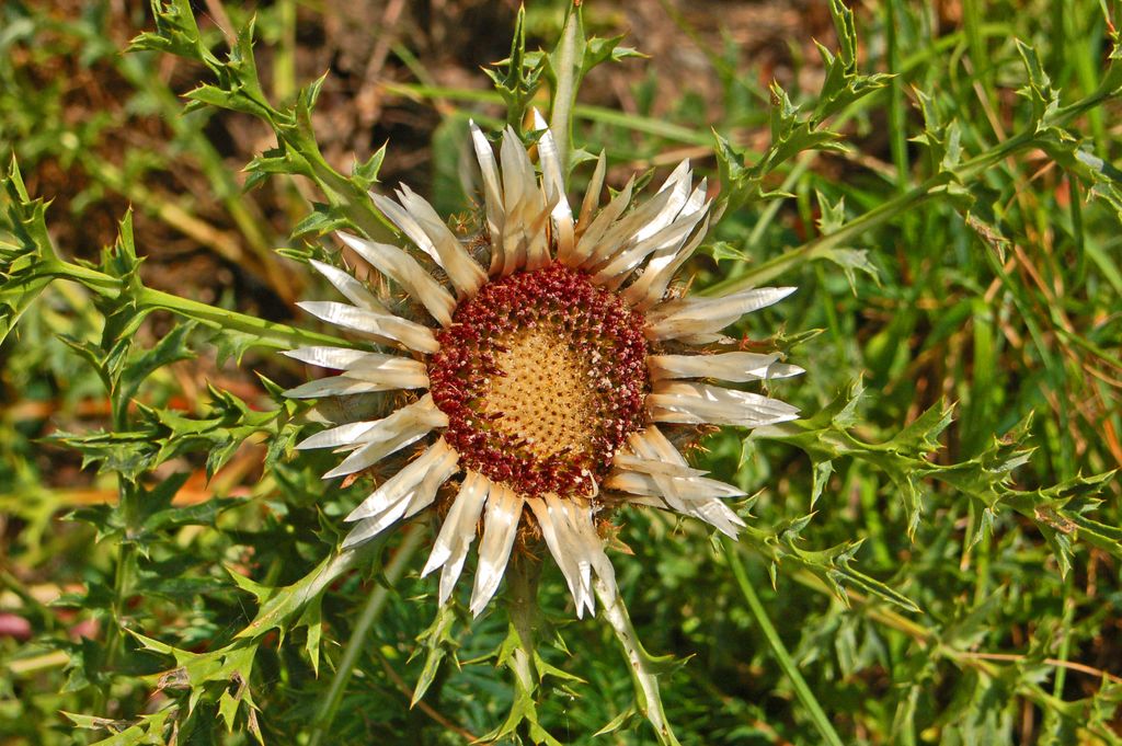 Carlina acaulis ssp. acaulis