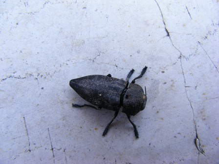 buprestidae?