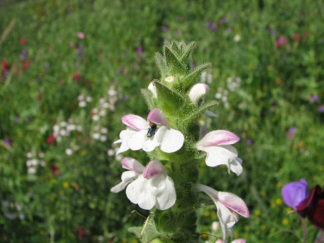 Bartsia trixago