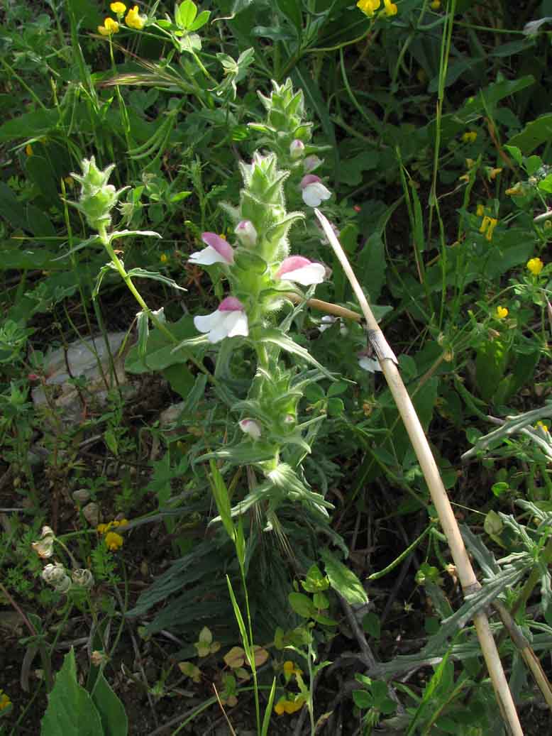 Bartsia trixago