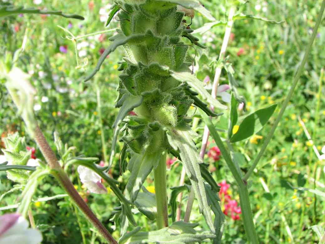 Bartsia trixago