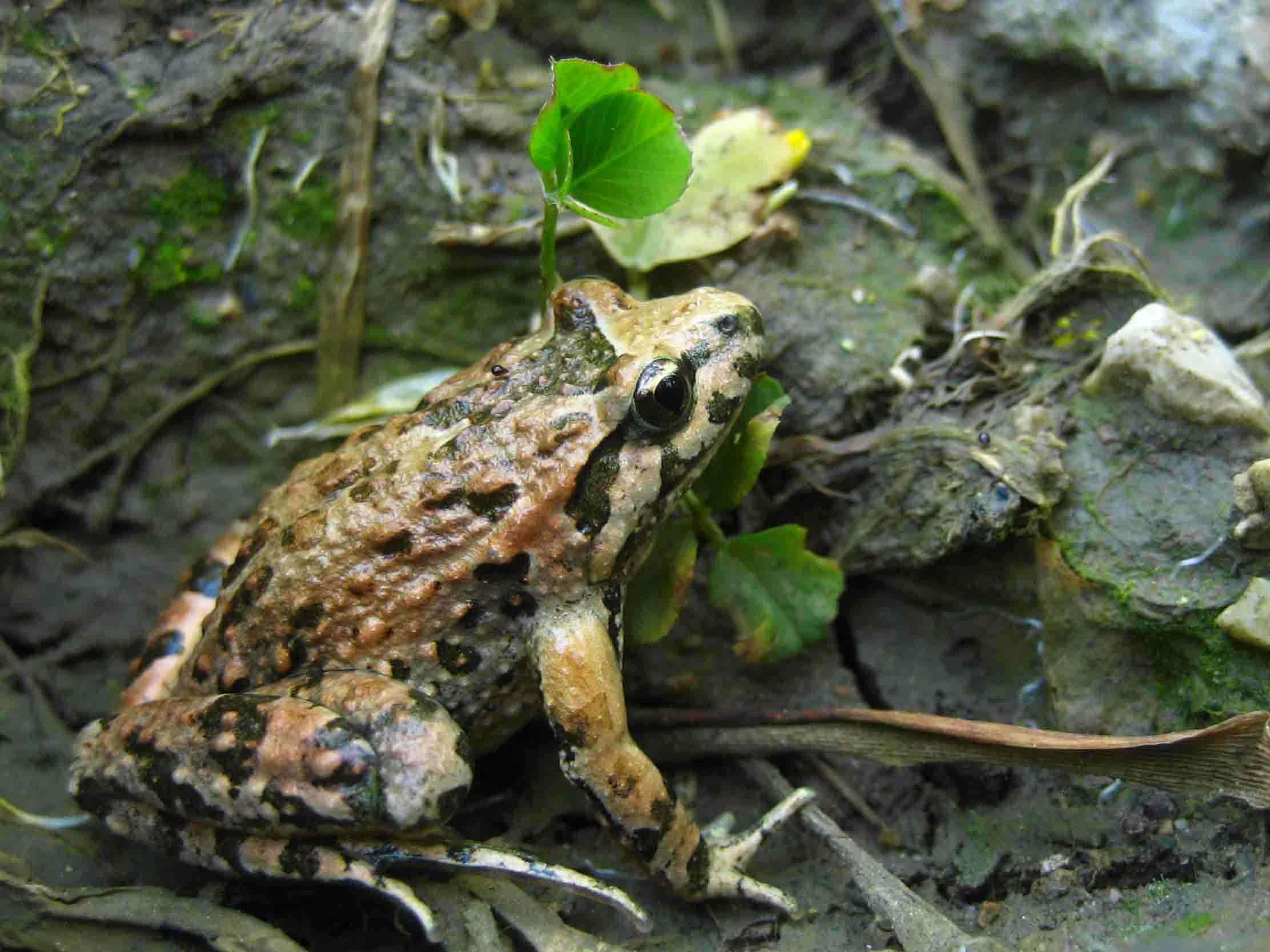 Discoglossus pictus