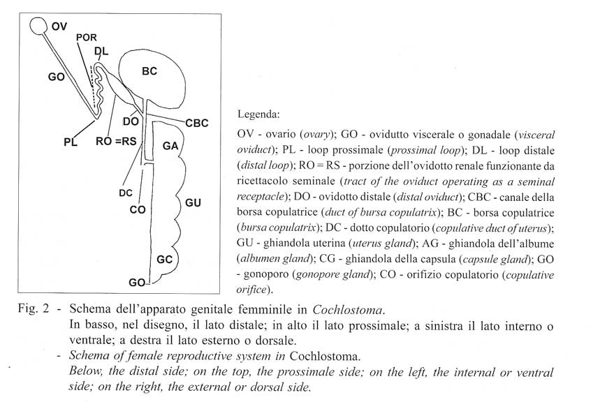 Cochlostoma montanum cassiniacum (Saint Simon in Paulucci)