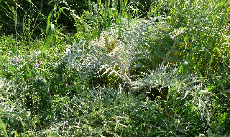 Cynara cardunculus