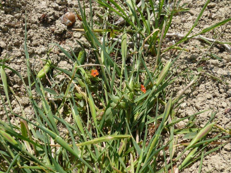 Pianta comune a fiori rossi - Anagallis arvensis