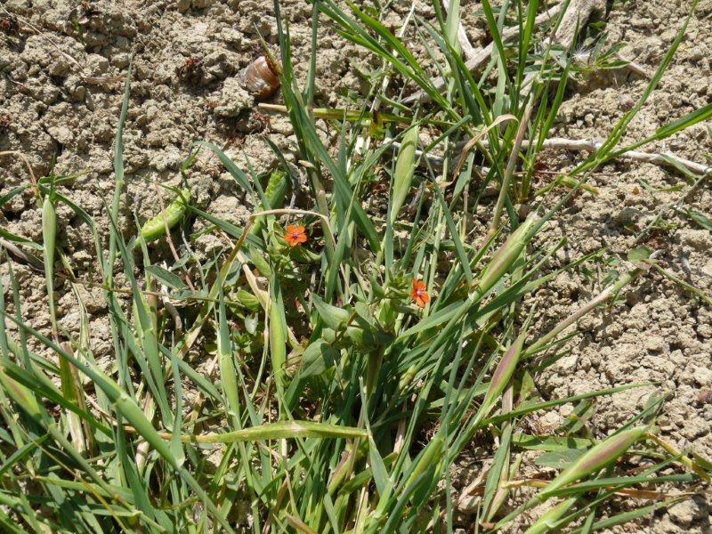 Pianta comune a fiori rossi - Anagallis arvensis