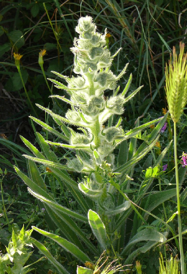 Solenanthus apenninus? No, Echium italicum